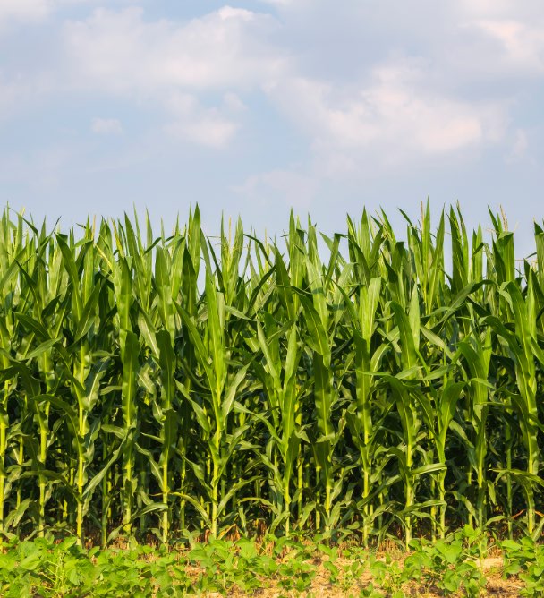 Corn field stock photo