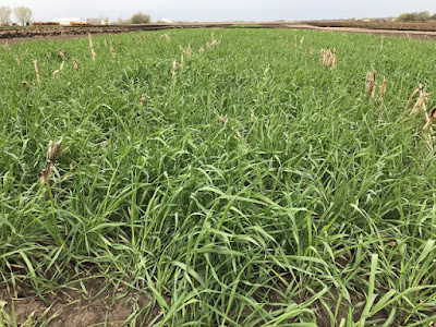 Rye Cover Crop In May