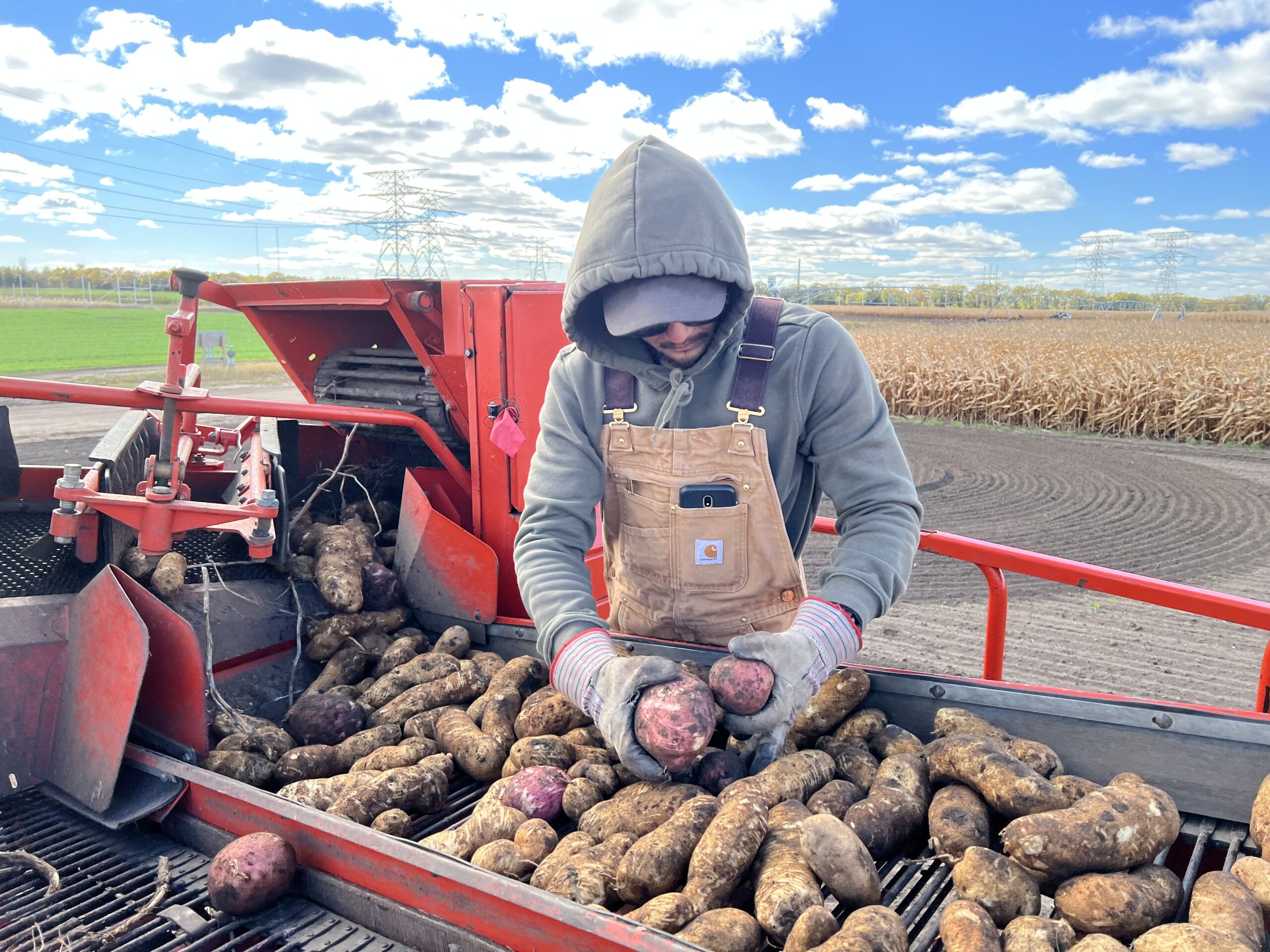 Potato nutrient management research: 5 things we’ve learned