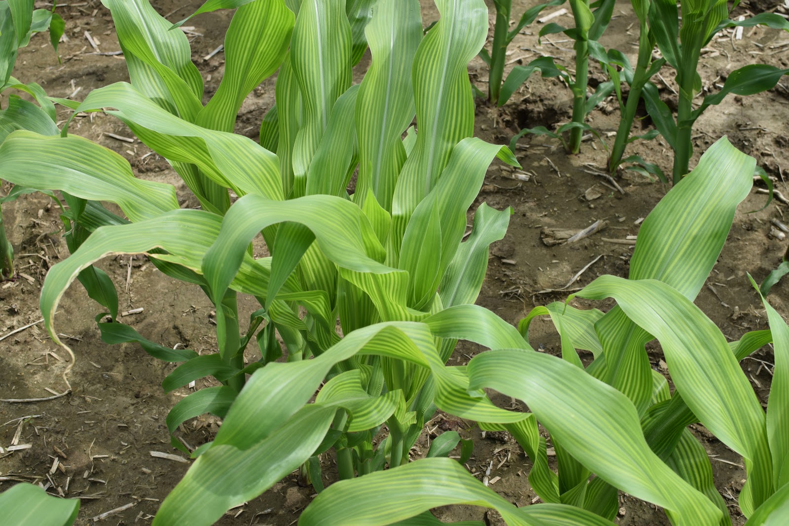 sulfur deficiency in corn
