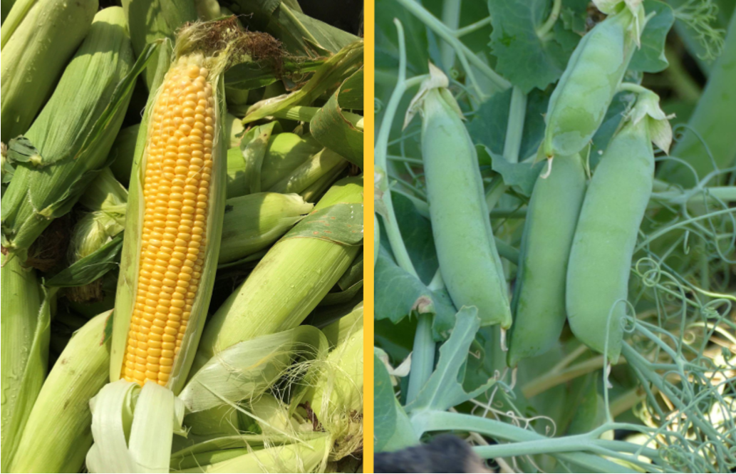 Growing sweet corn or peas in Minnesota? Updated fertilizer guidelines now available