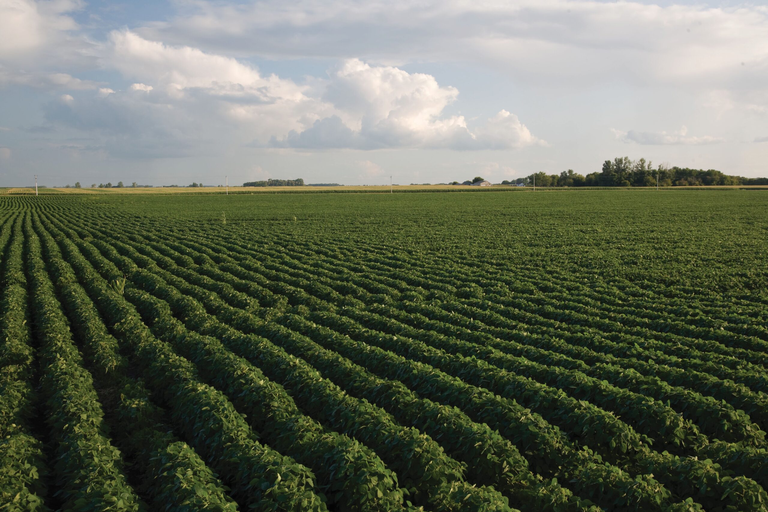 Is it worth applying sulfur to your soybean crop?