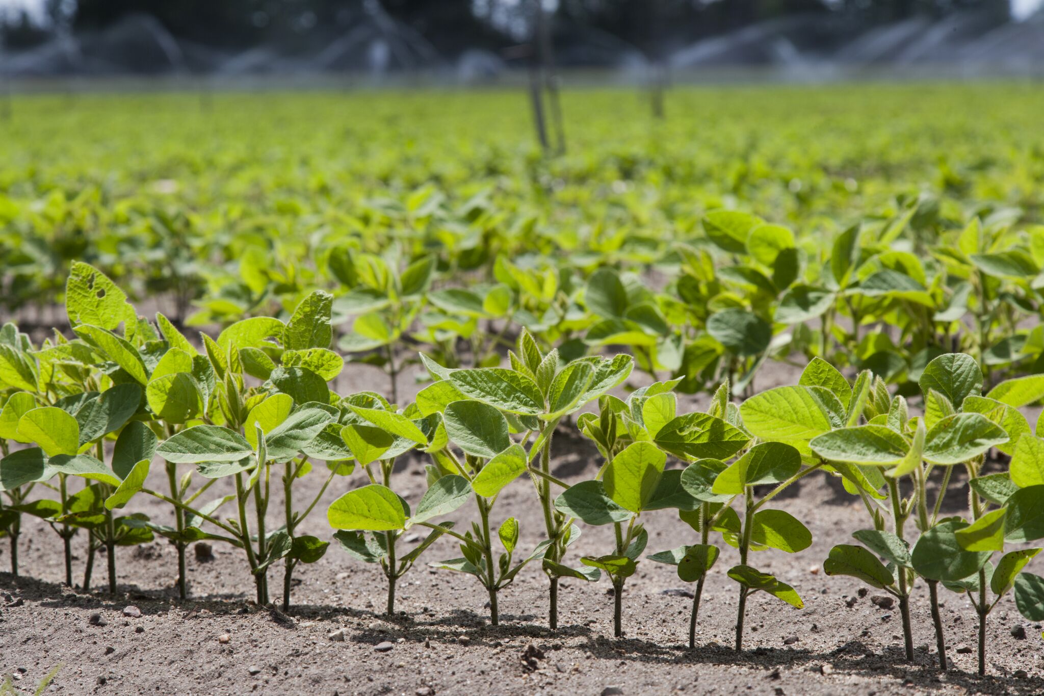 Young soybean plants growing in a field with irrigation.