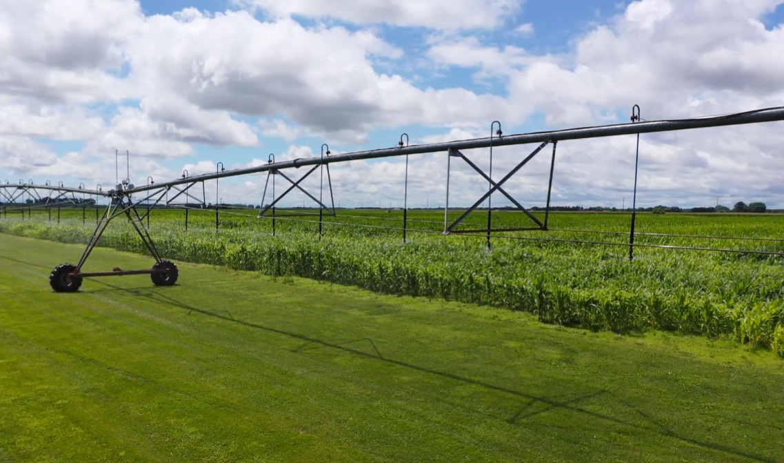 Could adding irrigation to Minnesota corn fields help reduce nitrate losses to groundwater?